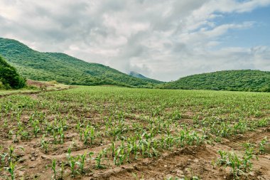 Biyo-çözünebilir yakıt için tahıl yetiştirmek için bir mısır tarlası.