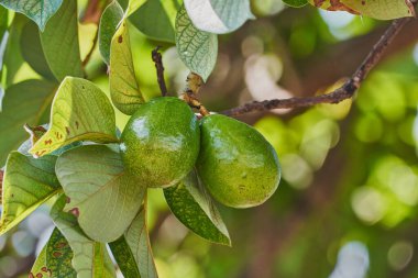 Taze avokado ağacı hasat etmeye ve lezzetli bir yemek hazırlamaya hazır.