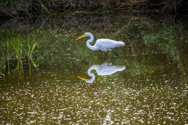 Uma Grande Ganância Branca Frontera Audubon Society Texas — Fotografia de Stock