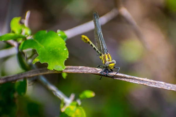 Southern Hawker Dragonfly Frontera Audubon Society Texas — Stock Photo, Image