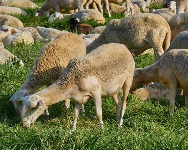 Schöne Schafherde Die Auf Einer Weide Aragon Weidet Sonnige Summe — Stockfoto