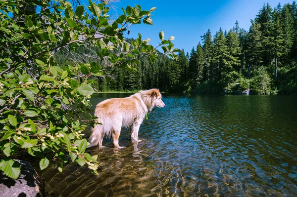 Bonito Cão Peludo Lago Alpino — Fotografia de Stock