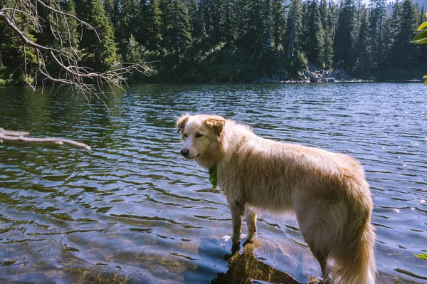 Cão Bonito Lago Verão — Fotografia de Stock