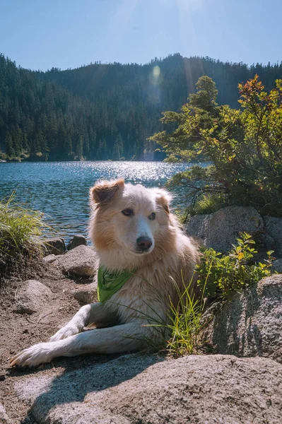 Пухнаста Собака Лежить Поруч Альпійським Озером — стокове фото