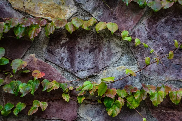 Autumnal Wild Grape Leaves — Stock Photo, Image
