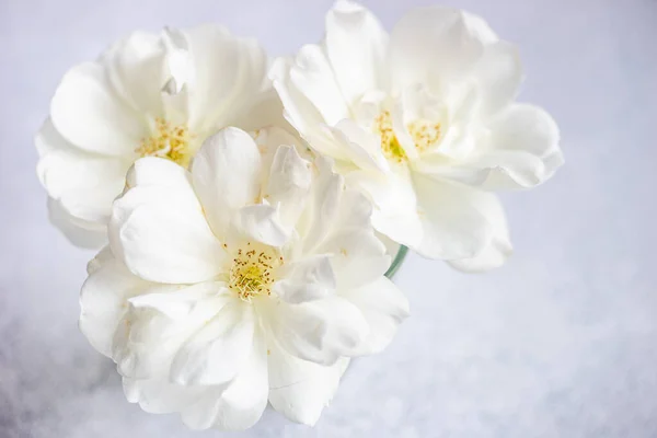 Flores Rosas Blancas Florecientes Ramo —  Fotos de Stock