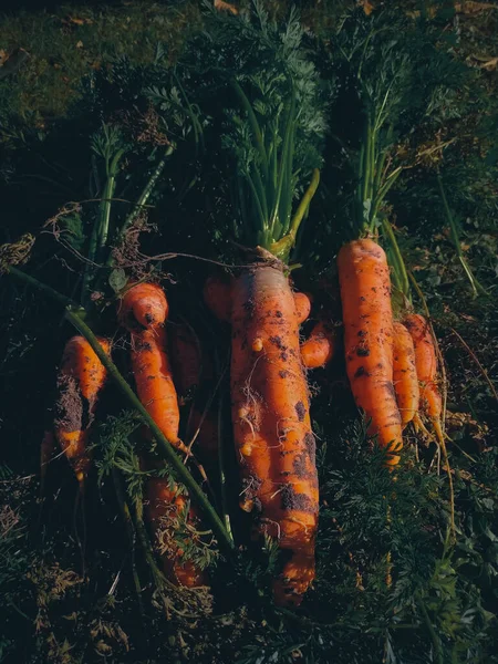 Zanahorias Recién Recogidas Suelo Jardín — Foto de Stock
