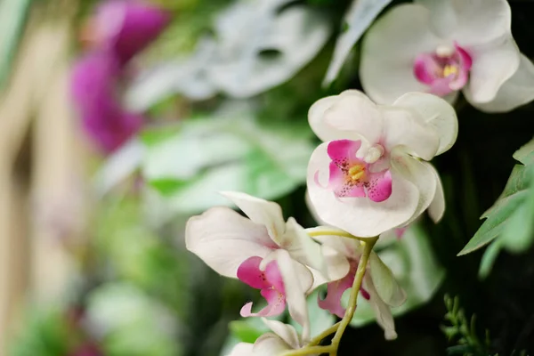 Orchidee Artificiali Uno Sfondo Casa Sfocata — Foto Stock