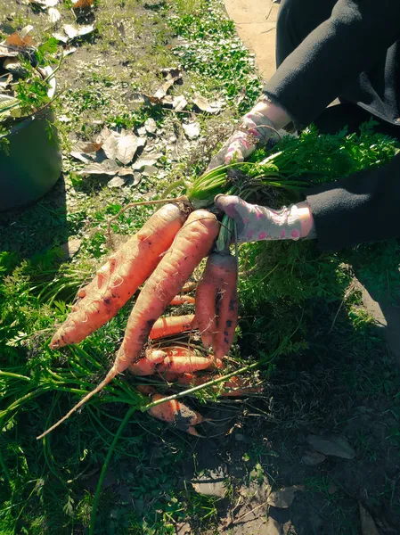 Mãos Femininas Classificam Cenouras Recém Colhidas Chão — Fotografia de Stock