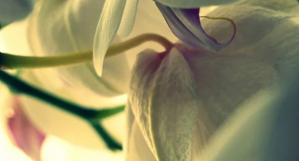 Pastel Renk Orkidesi Makrosu — Stok fotoğraf