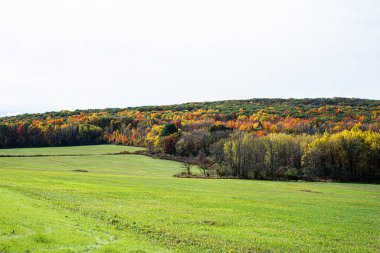 Sonbahar renklerini gösteren ağaçların kırsal manzarası.
