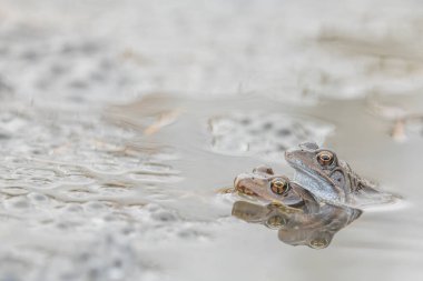 Yaygın kurbağa, kurbağa, yumurtalı rana temporaria.