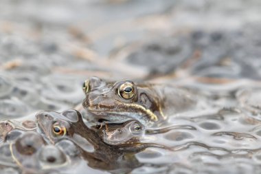 Yaygın kurbağa, kurbağa, yumurtalı rana temporaria.