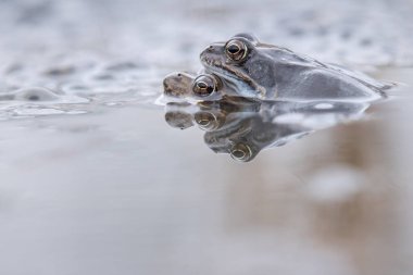 Yaygın kurbağa, kurbağa, yumurtalı rana temporaria.