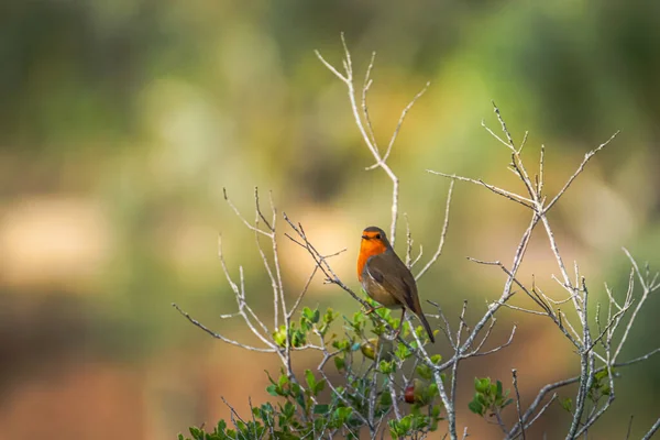 Robin Redsan Într Copac European Robin — Fotografie, imagine de stoc