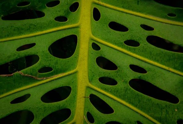 Plantes Exotiques Tropicales Avec Des Verts Vifs — Photo