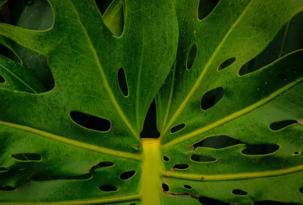 Plantas Exóticas Tropicales Con Verdes Vívidos —  Fotos de Stock