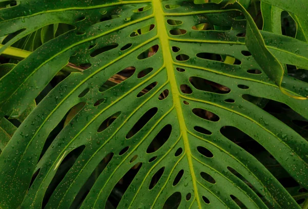 Plantas Exóticas Tropicales Con Verdes Vívidos — Foto de Stock