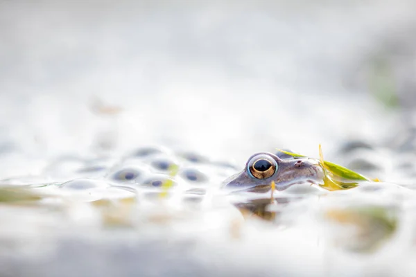 Žabák Ropucha Rana Temporaria Vejci — Stock fotografie