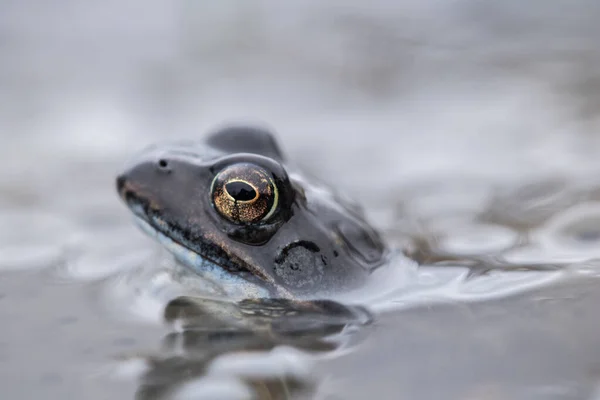 Žabák Ropucha Rana Temporaria Vejci — Stock fotografie