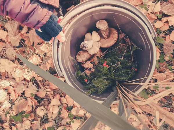秋天森林收获 一桶蘑菇和浆果 — 图库照片