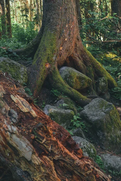 森の木々や緑の木を通り — ストック写真