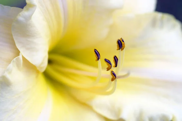 Lírio Branco Amarelo Com Estames Apontando Para Cima — Fotografia de Stock