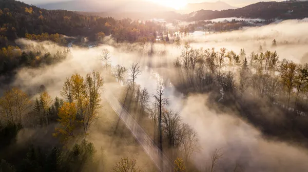 Солнечный Осенний Цвет Время Туманного Утра Вашингтоне — стоковое фото