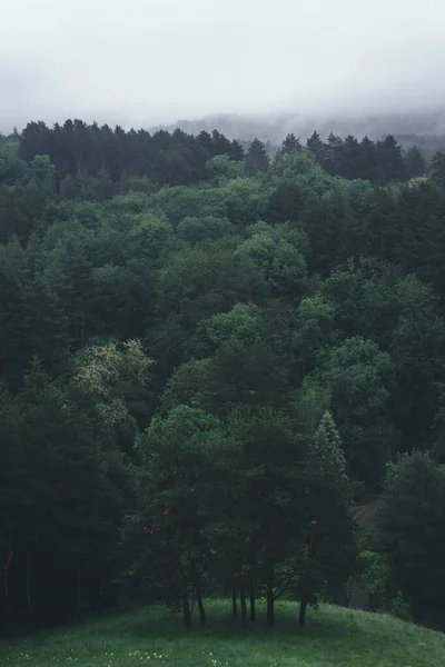 Ścieżka Przez Drzewa Leśne Las Zielony Natury — Zdjęcie stockowe