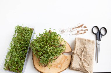 Sağlıklı beslenme, taze bahçe organik olarak yetişiyor. Sağlık ve vitaminlerin sembolü. Mikroçimler, vejetaryen ve vejetaryen diyet konsepti