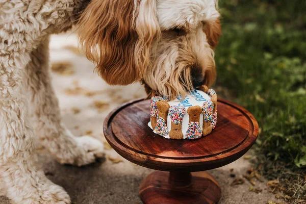 Goldendoodle doğum günü pastasını evin arka bahçesinde yiyor.