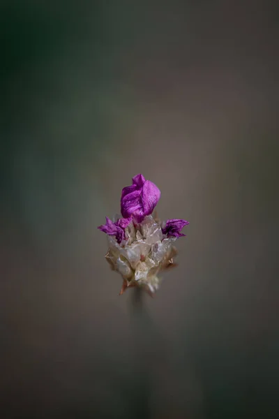 Krásný Botanický Záběr Přírodní Tapety — Stock fotografie