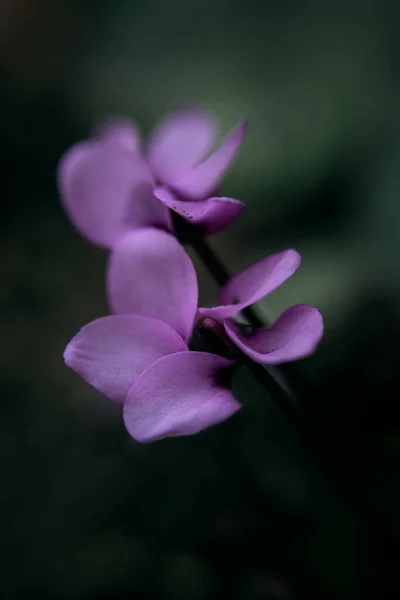 Beautiful Purple Flower Garden — Stock Photo, Image