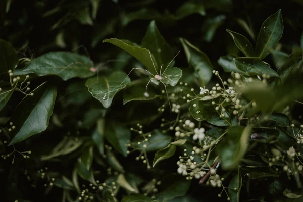 Hermoso Plano Botánico Fondo Pantalla Natural — Foto de Stock