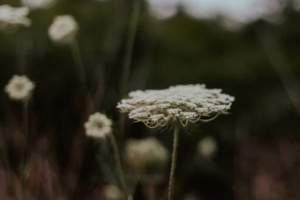 Schöne Blumen Wald — Stockfoto