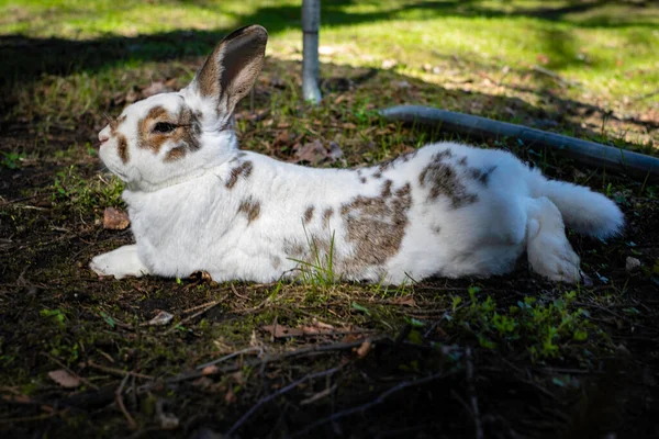 Mignon Petit Lapin Blanc Dans Herbe — Photo