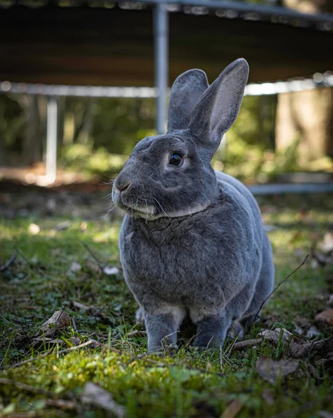 草の中のウサギ — ストック写真