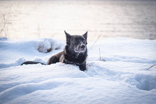 Gatto Bianco Nero Nella Neve — Foto Stock