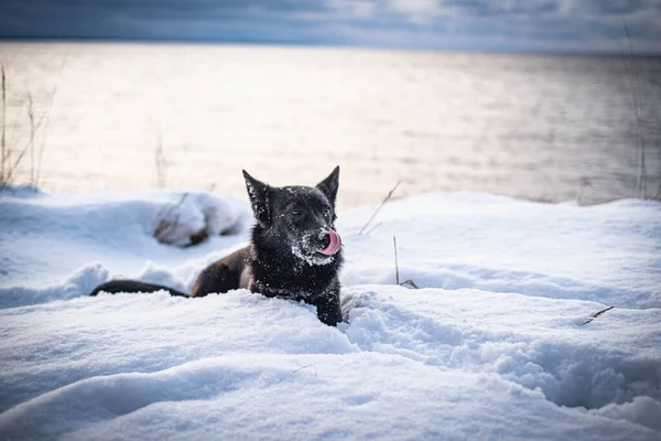 Schwarz Weiße Katze Strand — Stockfoto