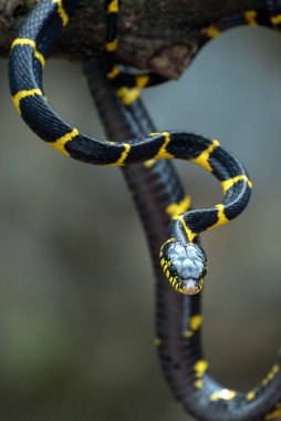 Altın halkalı kedi yılanı çeşitli pozisyonlarda