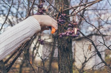 Eller bir sarmaşıktan üzüm kesiyor, yakın plan.