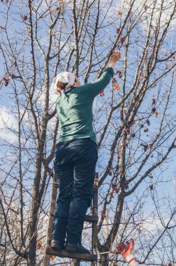 Tahta merdivende üzüm kesen bir kadın.