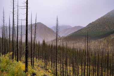 Kuzey çağlayanlarındaki bir yangından yanmış ağaçlar.