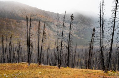 Sisli dağlarda ölü ağaçlar