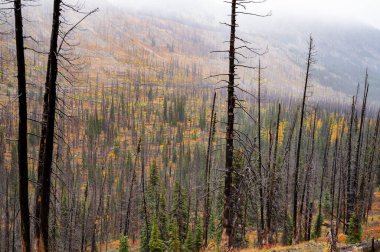 Subalpine dağlarında sis ve yanmış ağaçlar.
