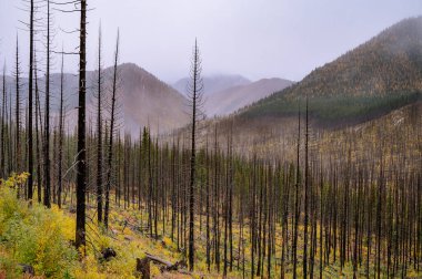 Kuzey çağlayanlarındaki bir yangından yanmış ağaçlar.