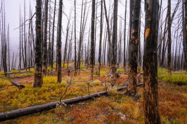 Vahşi bir yangından yanmış ağaçlar.