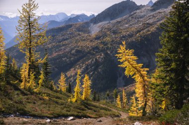 Alpine larches glowing in the sun clipart