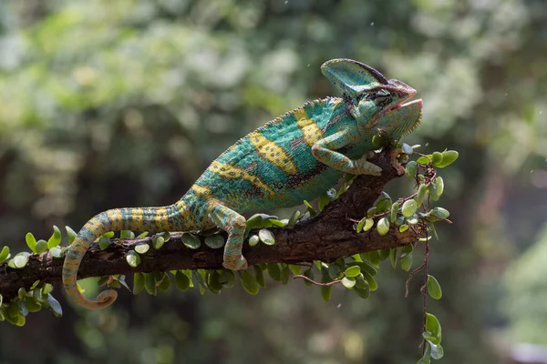 Závoj Chameleon Visící Kmeni Stromu — Stock fotografie