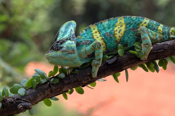 Závoj Chameleon Visící Kmeni Stromu — Stock fotografie